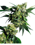 Mr Nice G13 X Hash Plant Reg. 10 Seeds - Sensi Seeds