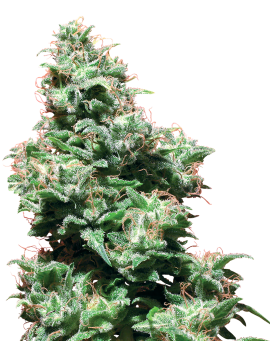 Kaliber Haze Reg. 10 Semi - White Label