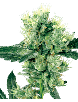 Blanco Haze Reg. 10 Semi - White Label