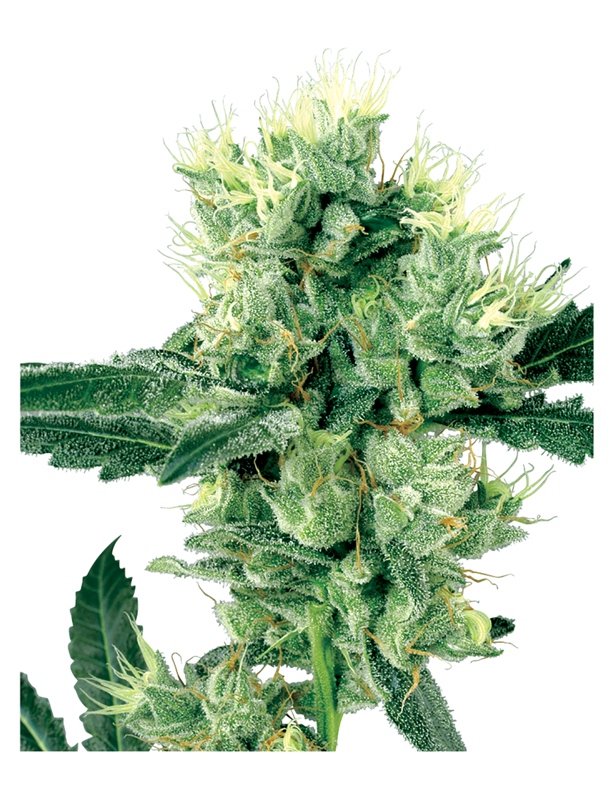 Blanco Haze Reg. 10 Semi - White Label