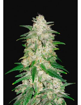 Coche de helado - FastBuds