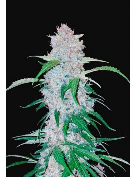 Six-Shooter-Auto – FastBuds