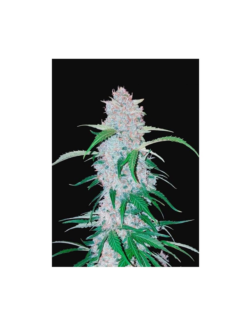 Six-Shooter-Auto – FastBuds