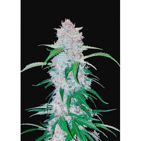 Six Shooter Auto - FastBuds