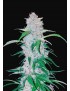 Six-Shooter-Auto – FastBuds