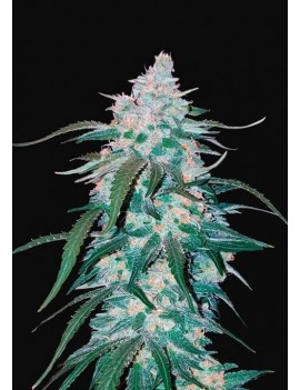 Pineapple Express Auto -...