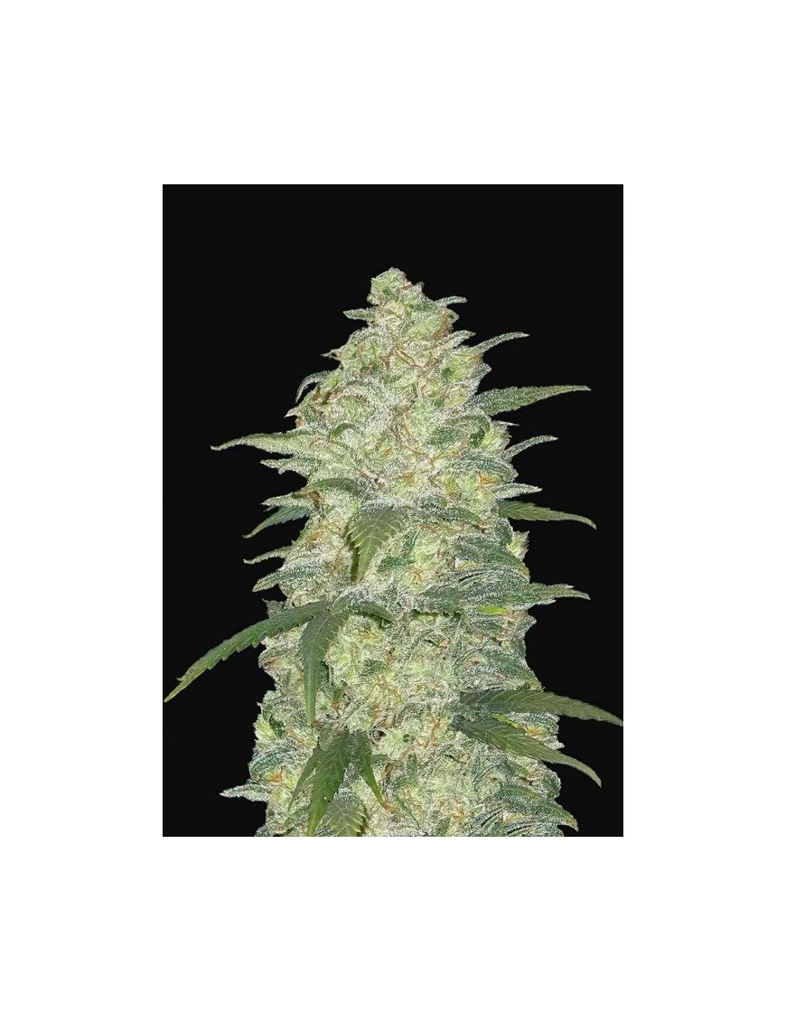 White Widow Auto – FastBuds