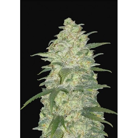 White Widow Auto – FastBuds