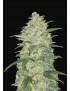 White Widow Auto – FastBuds