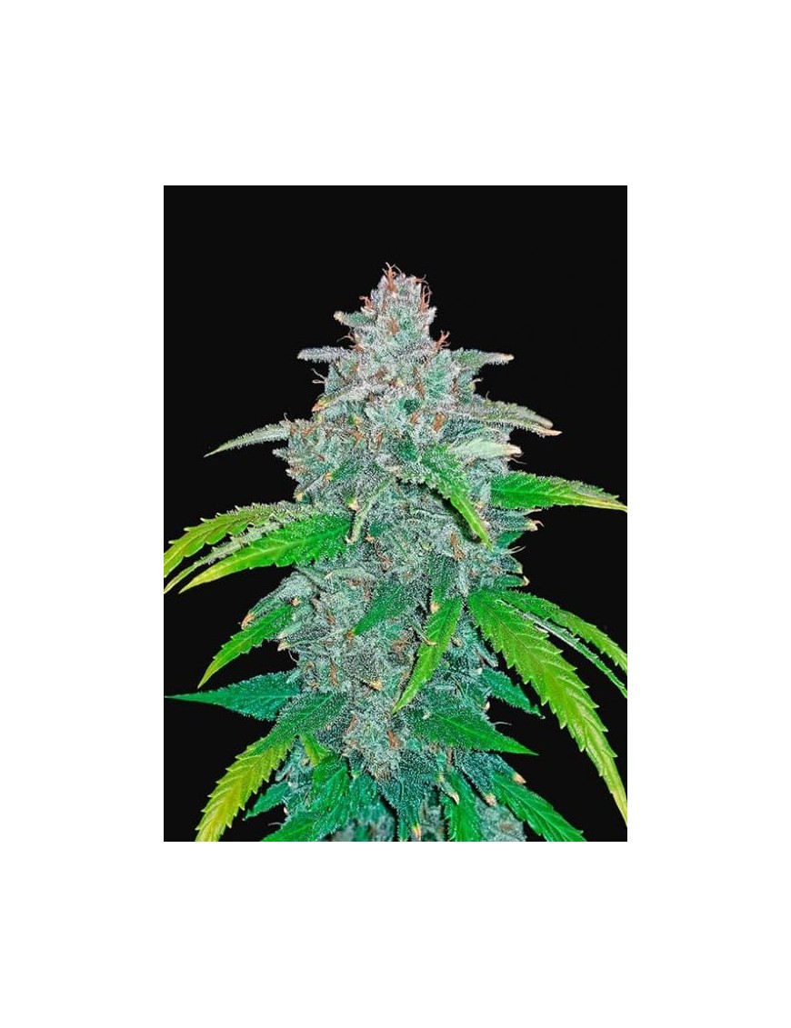 Blue Dream Auto – FastBuds