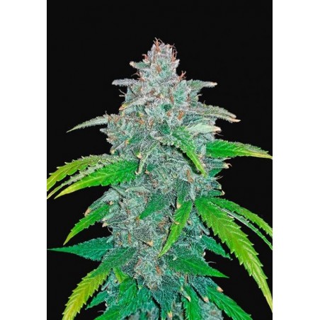 Blue Dream Auto – FastBuds