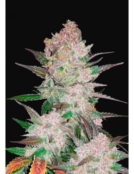 Cookies de crema Auto - FastBuds