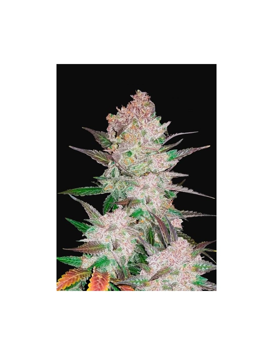 Cookies de crema Auto - FastBuds