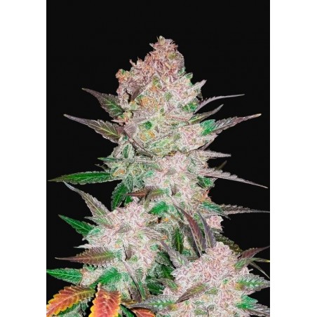 Cookies de crema Auto - FastBuds