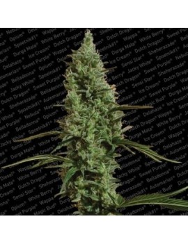 Atómica Haze Femminiz- Paradise Seeds