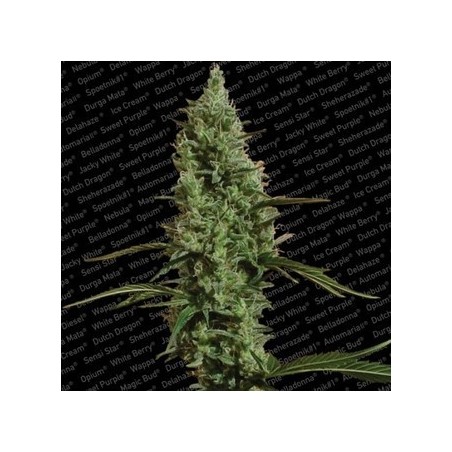 Atómica Haze Femminiz- Paradise Seeds