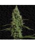 Atómica Haze Femminiz- Paradise Seeds