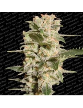 Belladonna Femminiz. -Ja- Paradise Seeds