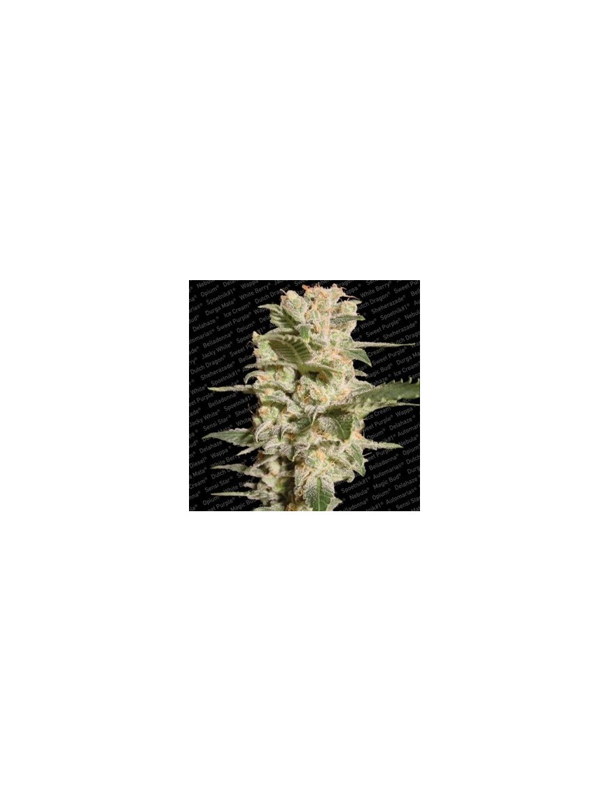 Belladonna Femminiz. -Ja- Paradise Seeds