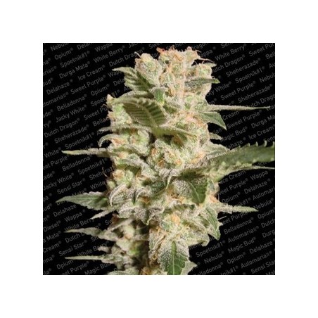 Belladonna Femminiz. -Ja- Paradise Seeds