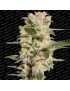 Belladonna Femminiz. -Ja- Paradise Seeds