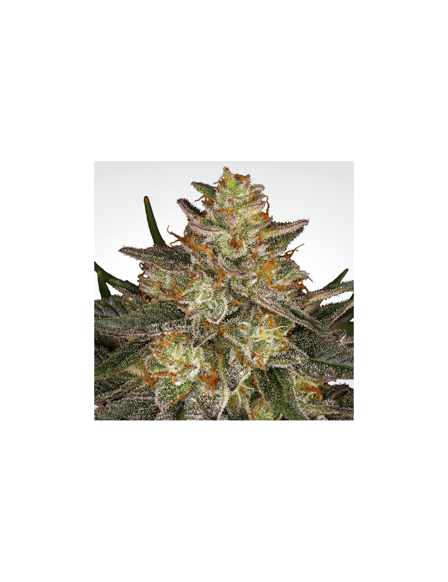 Blue Kush Berry Femminiz. -Ja- Paradise Seeds