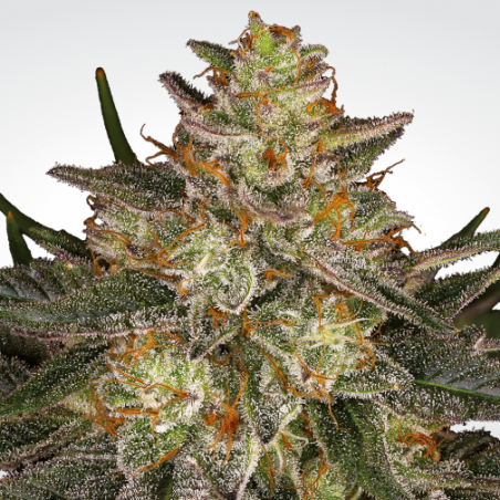 Blue Kush Berry Femminiz. -Ja- Paradise Seeds