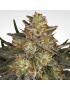 Blue Kush Berry Femminiz. -Ja- Paradise Seeds