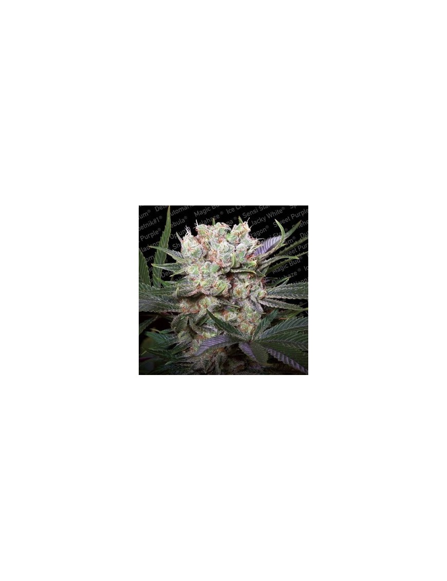 Californian Gold Feminiz.- Paradise Seeds