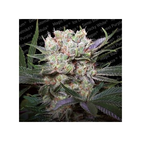 Californian Gold Feminiz.- Paradise Seeds