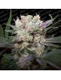 Californian Gold Feminiz.- Paradise Seeds