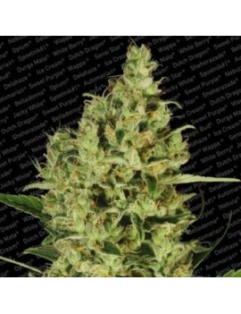 Delahaze Feminiz.- Paradise Seeds