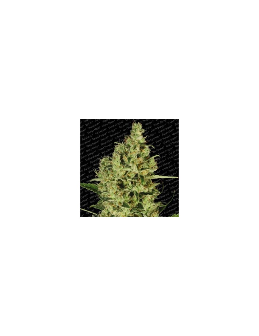 Delahaze Feminiz.- Paradise Seeds