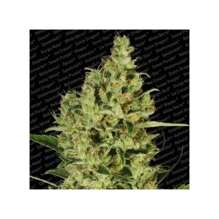 Delahaze Feminiz.- Paradise Seeds