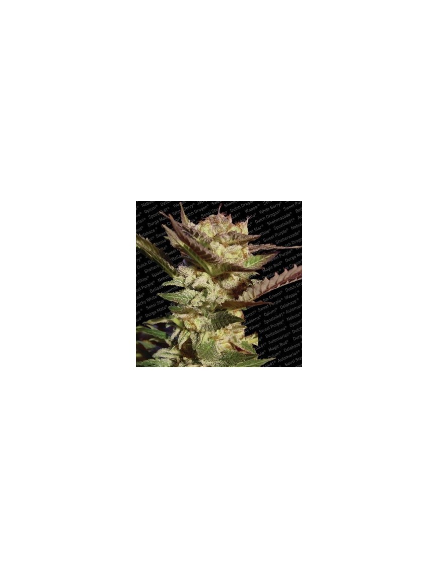 Durga Mata Femminiz. -Ja- Paradise Seeds