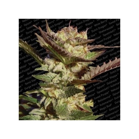 Durga Mata Femminiz. -Ja- Paradise Seeds