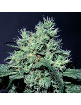 Dutch Dragon Femminiz. -Ja- Paradise Seeds