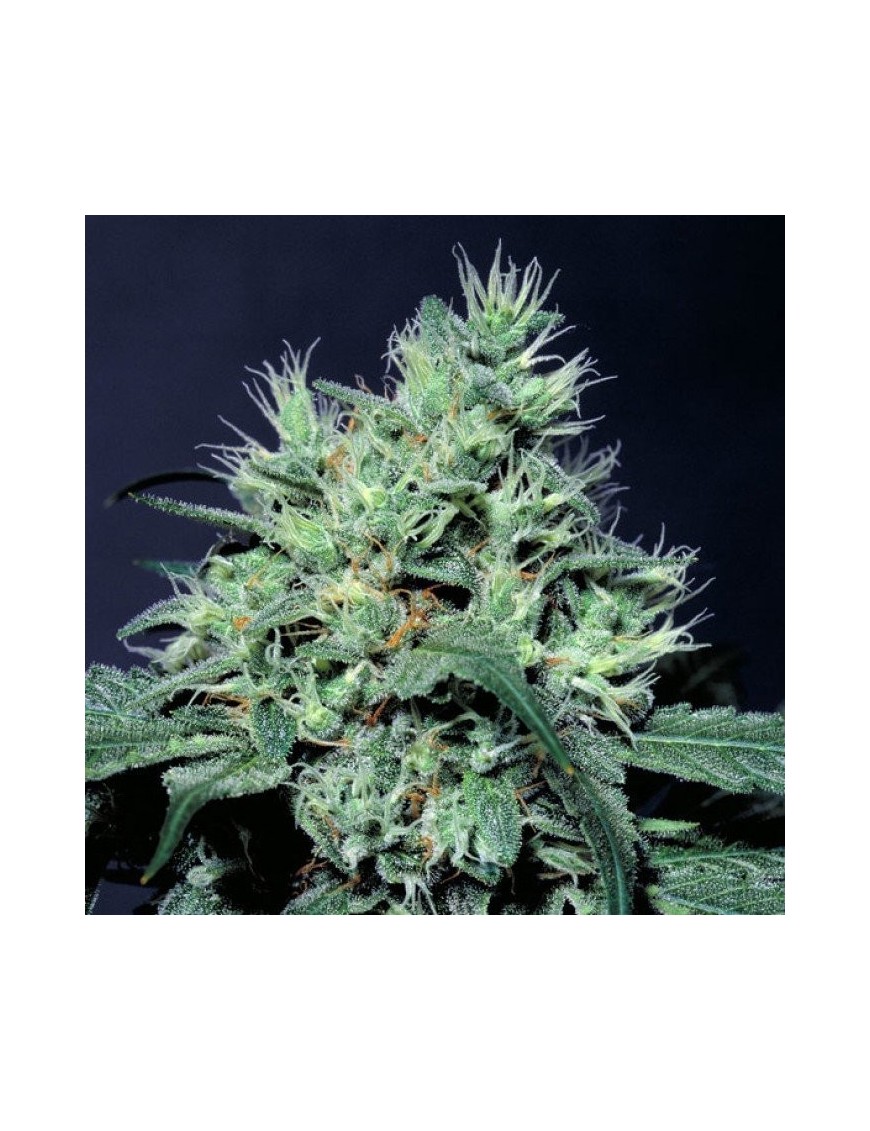 Dutch Dragon Femminiz. -Ja- Paradise Seeds