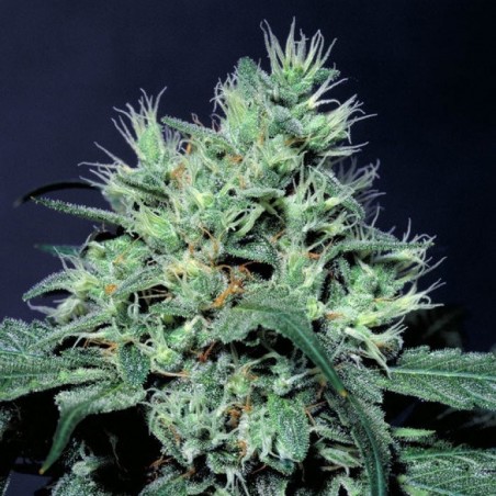 Dutch Dragon Femminiz. -Ja- Paradise Seeds