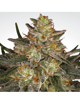 Dutch Kush Femminiz. -Ja- Paradise Seeds