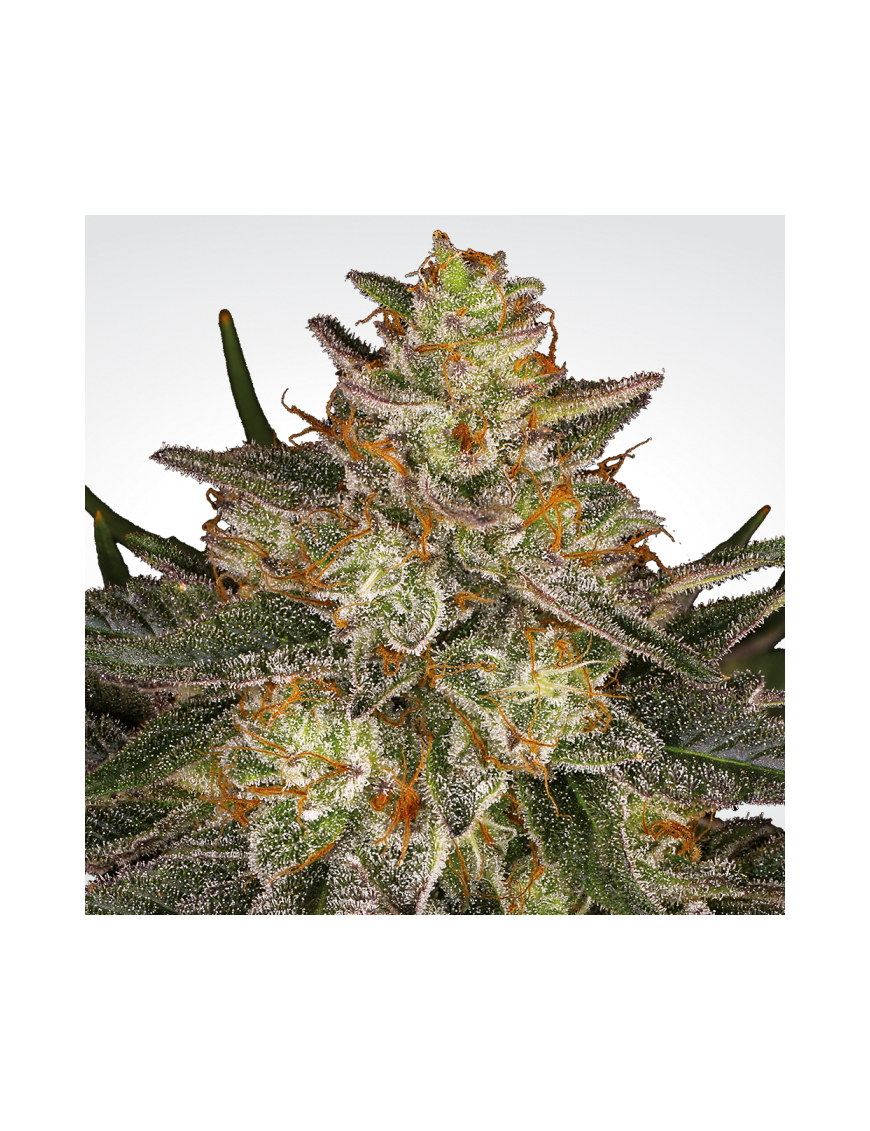 Dutch Kush Femminiz. -Ja- Paradise Seeds