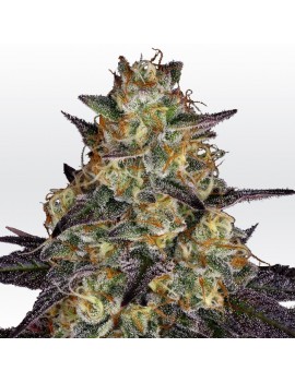 El Dorado OG Feminiz.- Paradise Seeds