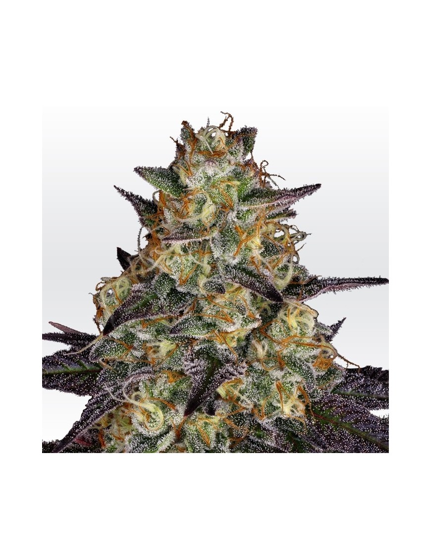 El Dorado OG Feminiz.- Paradise Seeds