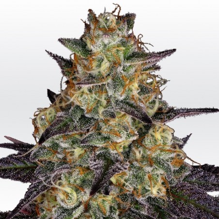 El Dorado OG Feminiz.- Paradise Seeds