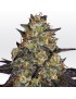 El Dorado OG Feminiz.- Paradise Seeds