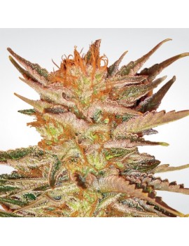 Ice Cream Feminiz.- Paradise Seeds