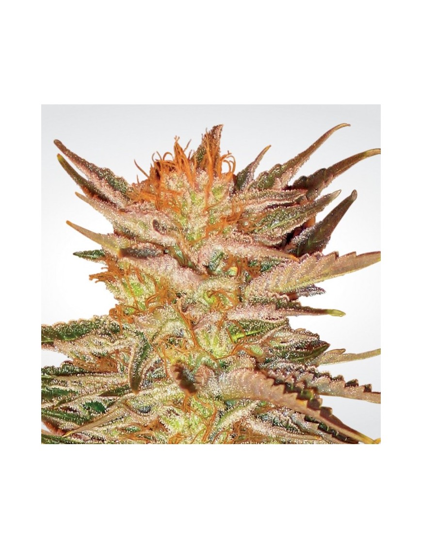 Ice Cream Feminiz.- Paradise Seeds