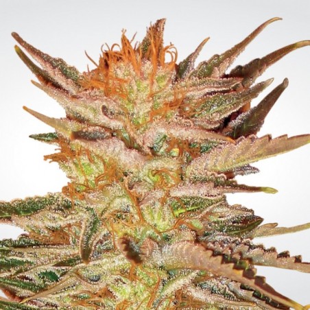 Ice Cream Feminiz.- Paradise Seeds