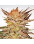 Ice Cream Feminiz.- Paradise Seeds