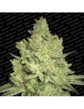 Jacky White Feminiz.- Paradise Seeds